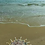 Kostovi * Kiten (Burgas)